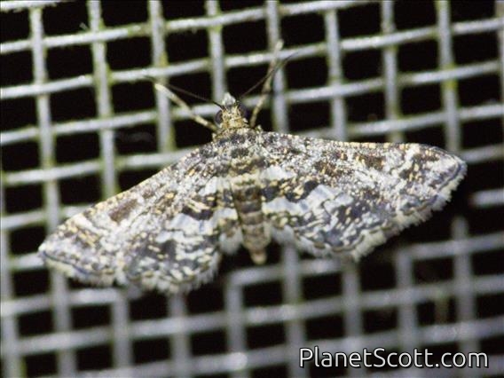 Pearl Moth (Diasemiopsis leodocusalis)