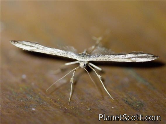 Plume Moth (Pterophoridae sp)
