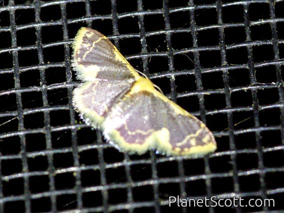 Wave Moth (Sterrhini sp)