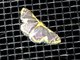 Wave Moth (Sterrhini sp)