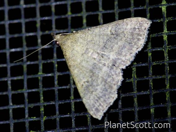 Litter Moth (Herminiinae sp)