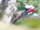 Guayaquil Woodpecker (Campephilus gayaquilensis) - Male
