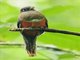 Collared Trogon (Trogon collaris)