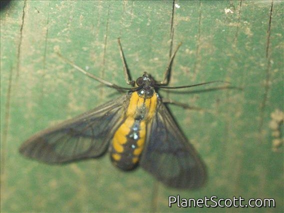 Tiger Moth (Cosmosoma garleppi)