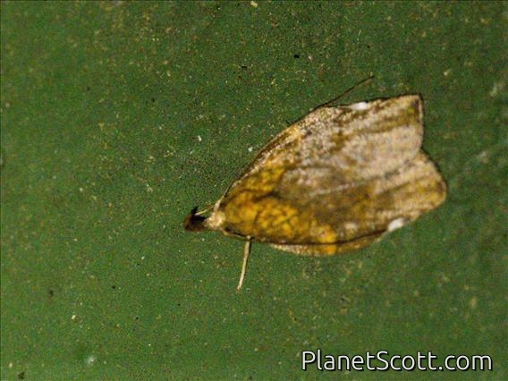 Tortricid Leafroller Moth (Tortricinae sp)