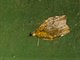 Tortricid Leafroller Moth (Tortricinae sp)