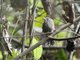 Speckle-breasted Wren (Pheugopedius sclateri)