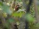 Rufous-headed Chachalaca (Ortalis erythroptera)