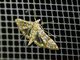 Pearl Moth (Synclera jarbusalis)
