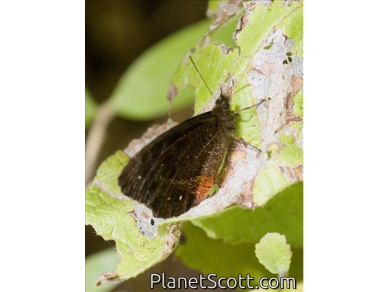 Pronophilina Butterfly (Panyapedaliodes drymaea)