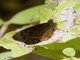 Pronophilina Butterfly (Panyapedaliodes drymaea)
