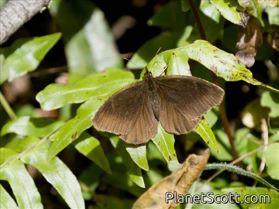 Pronophilina Butterfly (Panyapedaliodes drymaea)