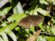 Pronophilina Butterfly (Panyapedaliodes drymaea)