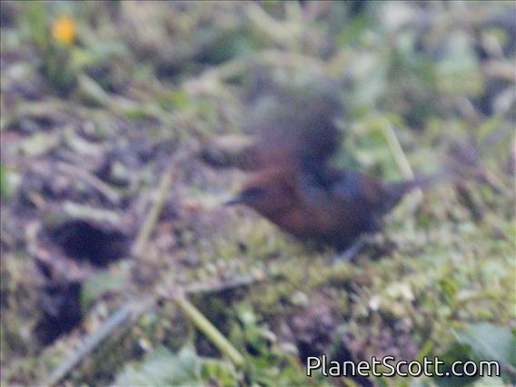 Rufous Spinetail (Synallaxis unirufa)