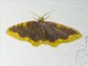 Carpet Moth (Eois cobardata)