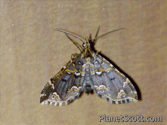 Carpet Moth (Psaliodes tripita)