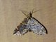 Carpet Moth (Psaliodes tripita)