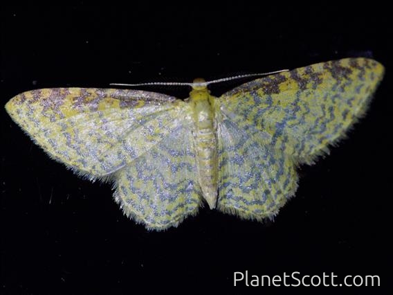 Wave Moth (Sterrhinae sp)