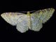 Wave Moth (Sterrhinae sp)