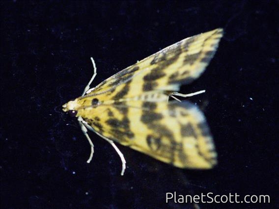 Pearl Moth (Crambidae sp)