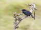 Scrub Blackbird (Dives warczewiczi)
