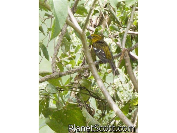 Golden Grosbeak (Pheucticus chrysogaster)