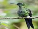 Sapphire-vented Puffleg (Eriocnemis luciani)
