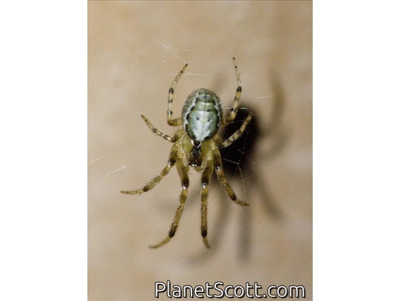 Missing-sector Orbweb Spiders (Zygiella sp)