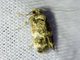 Moss-eating Crambid Snout Moth (Scopariinae sp)