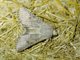 Old Man Dart (Agrotis vetusta)