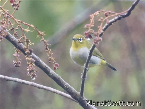 Hume's White-eye (Zosterops auriventer)