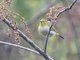 Hume's White-eye (Zosterops auriventer)