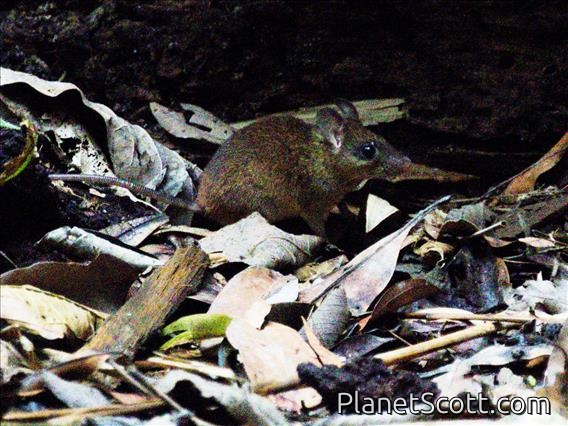 Spiny Rat (Maxomys sp)
