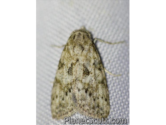 Tufted Moth (Nola sp)