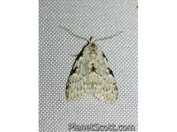 Tufted Moth (Meganola major)