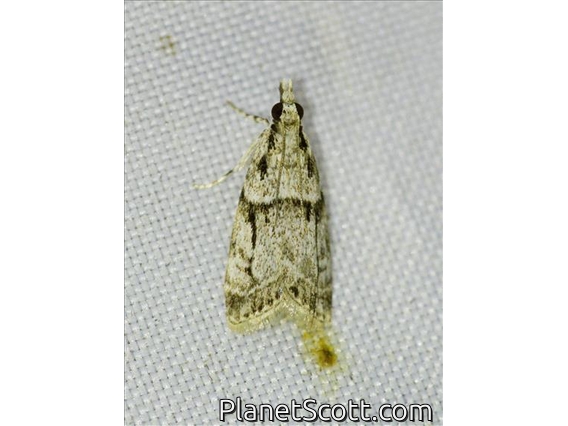 Moss-eating Crambid Snout Moth (Scopariinae sp)