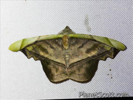 Geometer Moth (Fascellina viridicosta)