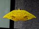 Geometer Moth (Corymica sp)