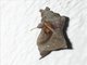 Lappet Moth (Kunugia divaricata)