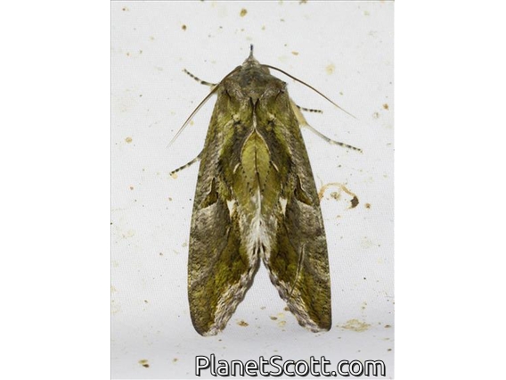 Fruit-piercing Moth (Eudocima sp)