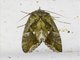 Fruit-piercing Moth (Eudocima sp)