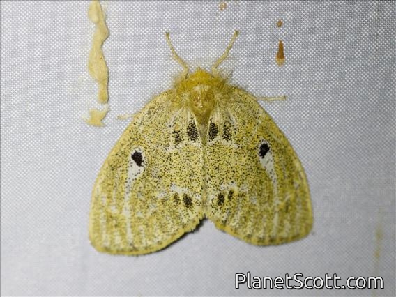 Tussock Moth (Rhypotoses glebula)