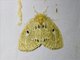 Tussock Moth (Rhypotoses glebula)