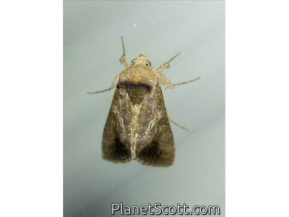 Plusiine Looper Moth (Argyrogrammatini sp)