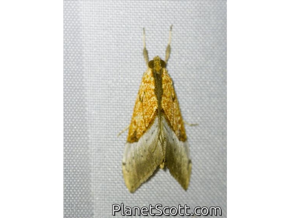 Pearl Moth (Agrotera sp)