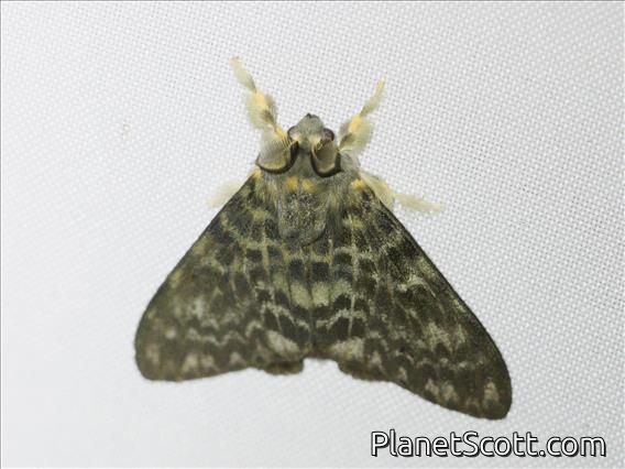 Tussock Moth (Lymantria sp)