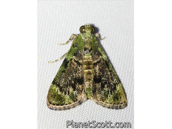 Pyralid Snout Moth (Epipaschiinae sp)
