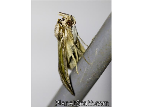 Macroglossine Sphinx Moth (Elibia sp)