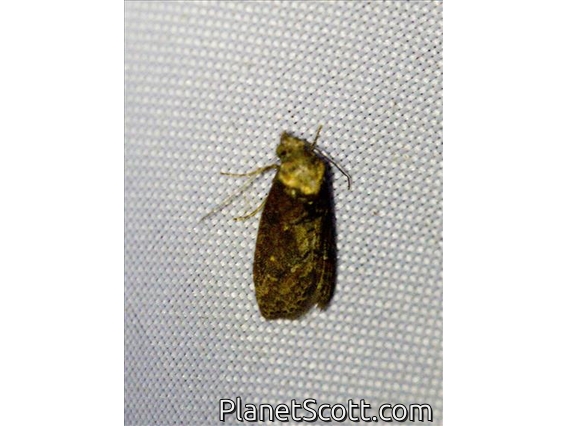 Euteliid Moth (Stictoptera sp)