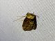 Pyralid Snout Moth (Pyralidae sp)